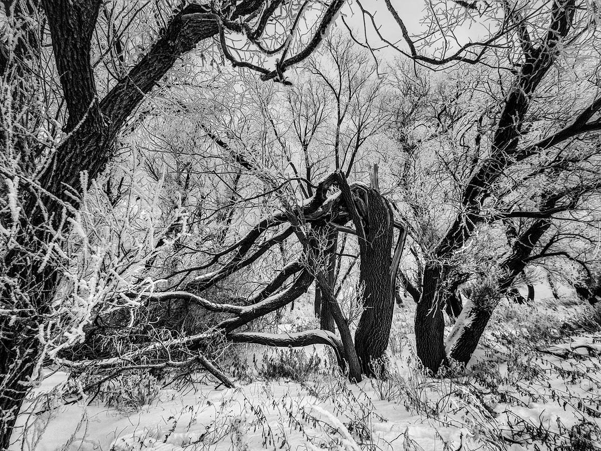 фото "Бурелом" метки: природа, черно-белые, 