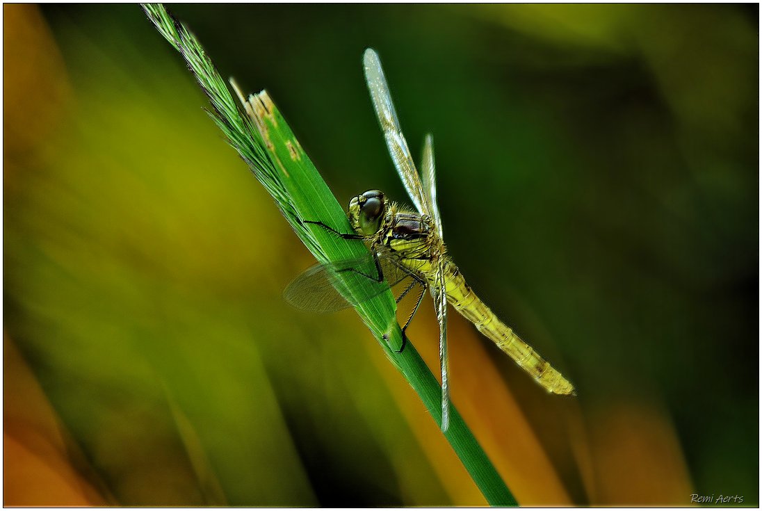 photo "***" tags: nature, macro and close-up, 