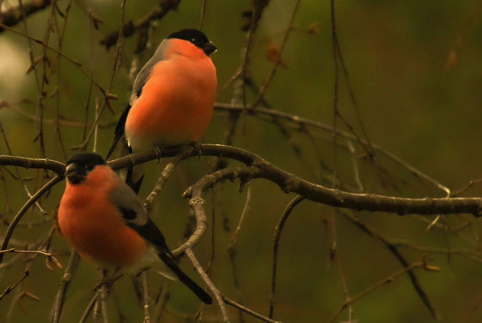 фото "Bullfinch" метки: природа, Europe, forest, дикие животные, осень