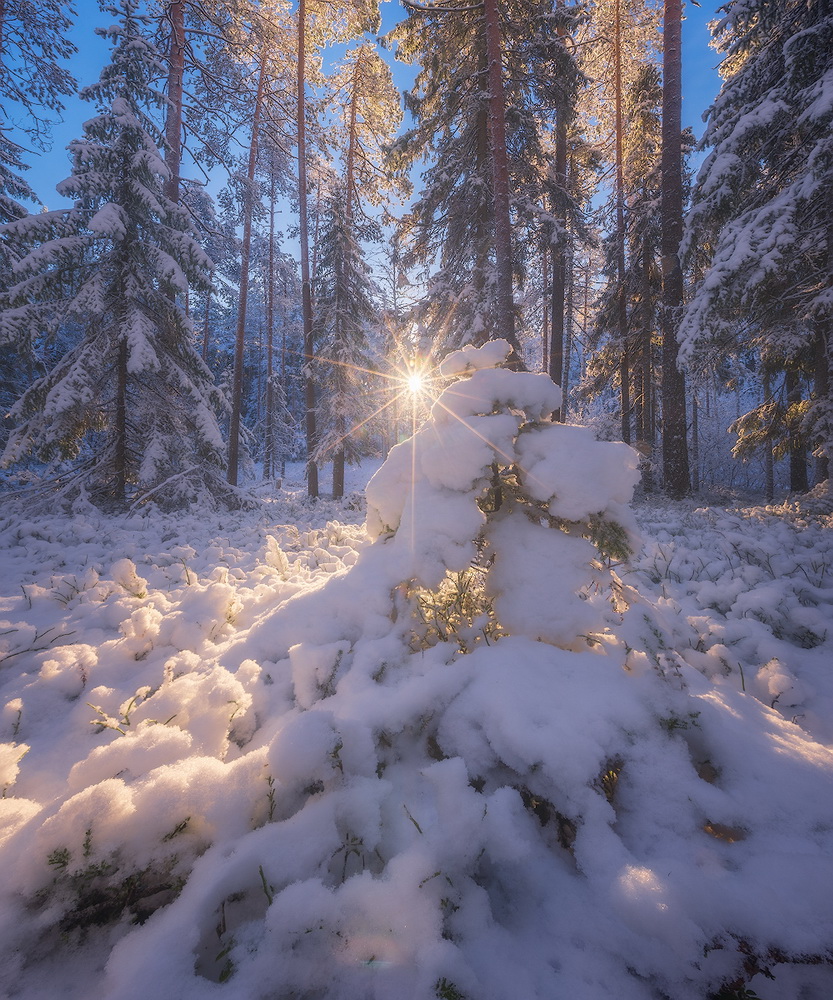 фото "Первый снег" метки: пейзаж, ленобласть, лес, снег