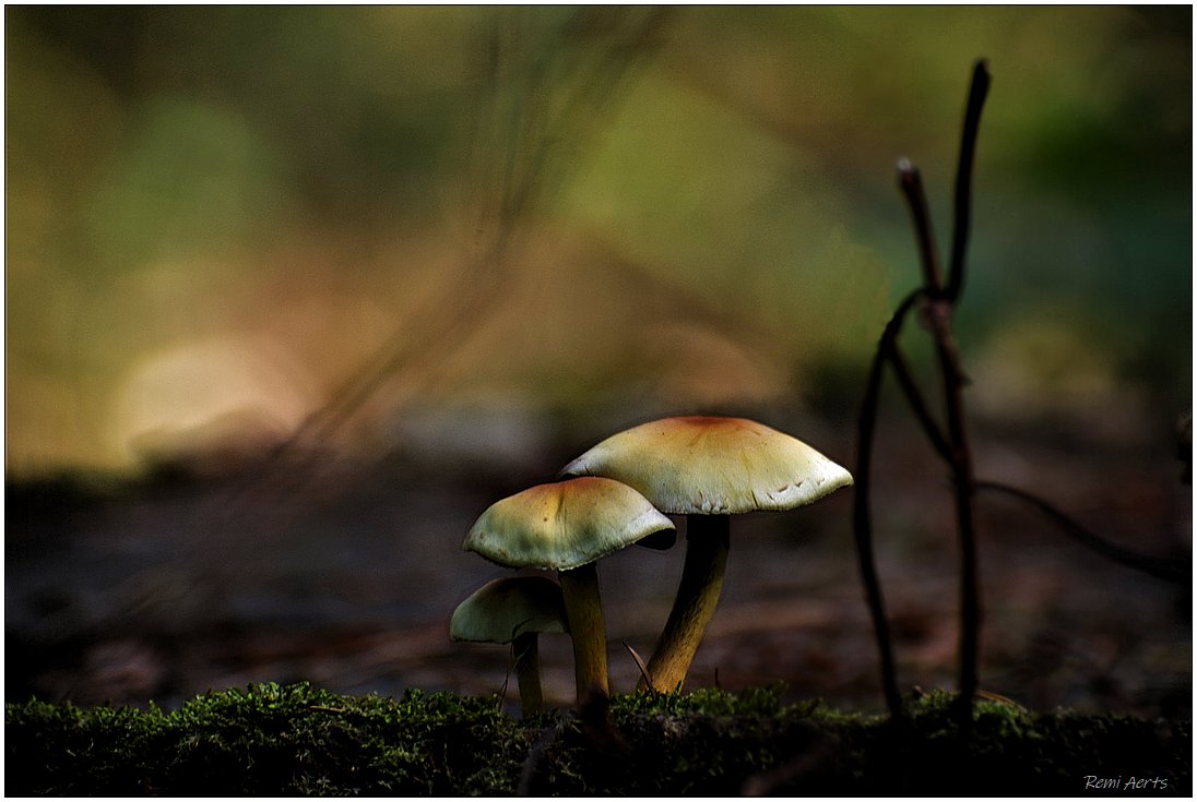 фото "***" метки: природа, макро и крупный план, 