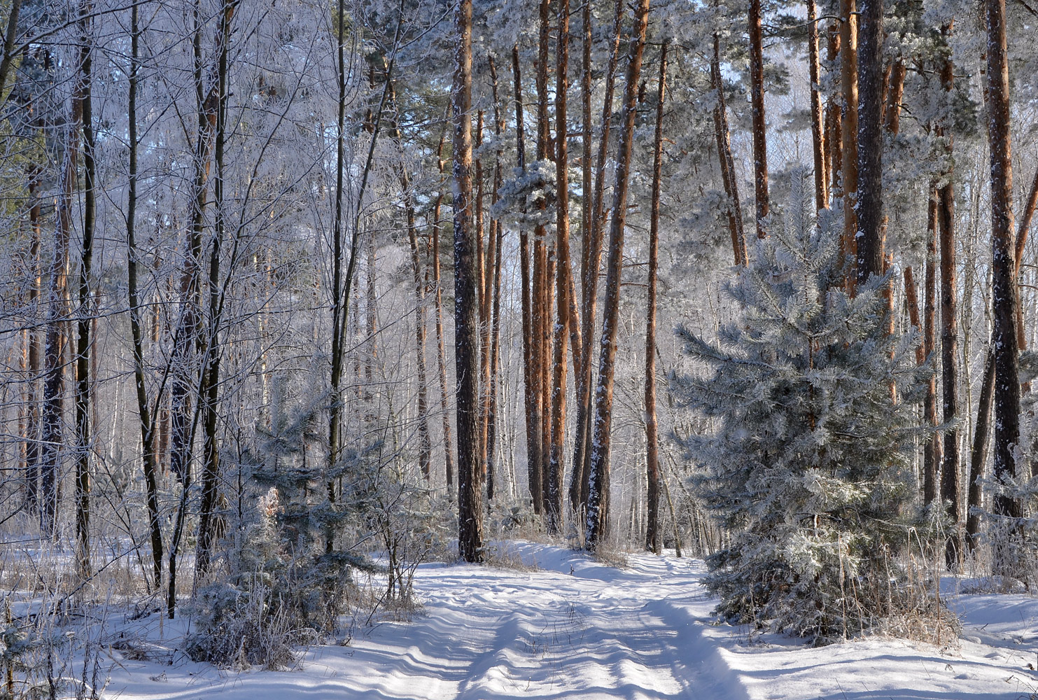 photo "***" tags: landscape, forest, snow, winter, мороз