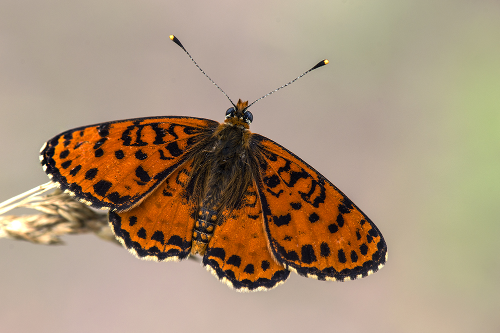 фото "Шашечница красная (Melitaea  didyma)" метки: макро и крупный план, 