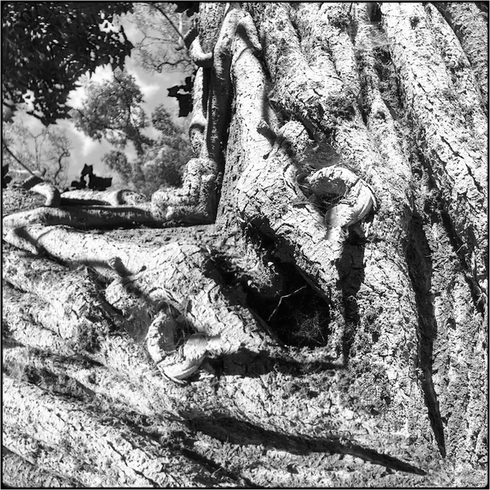 photo "tree devil" tags: digital art, nature, macro and close-up, bark, close-up, mirror, tree