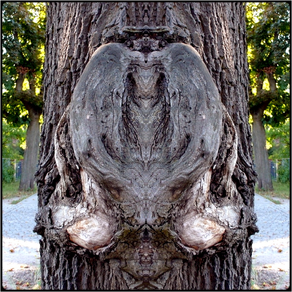 photo "the rabbit-moose" tags: digital art, macro and close-up, nature, bark, close-up, mirror, tree