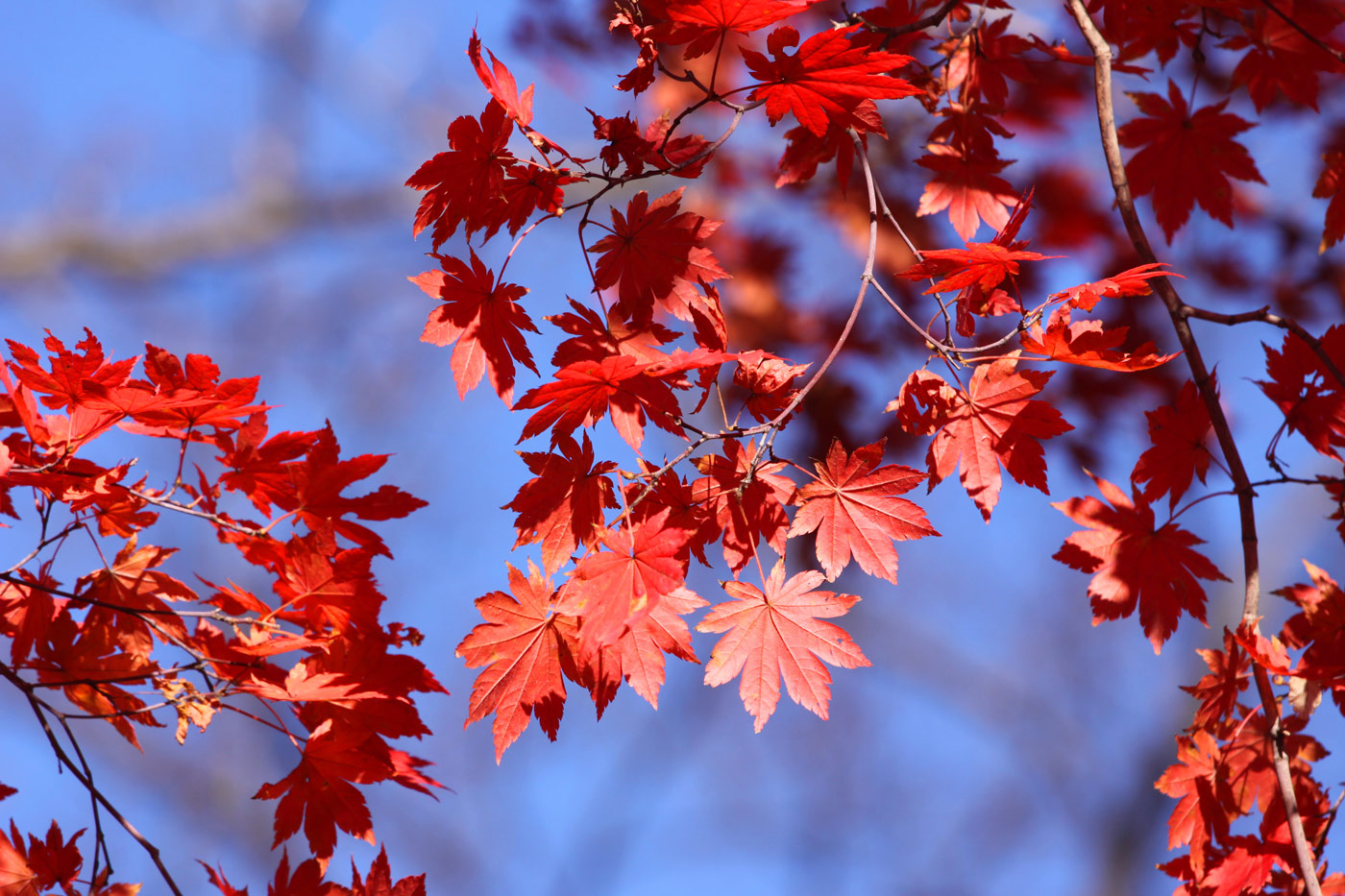 photo "***" tags: nature, autumn, краски