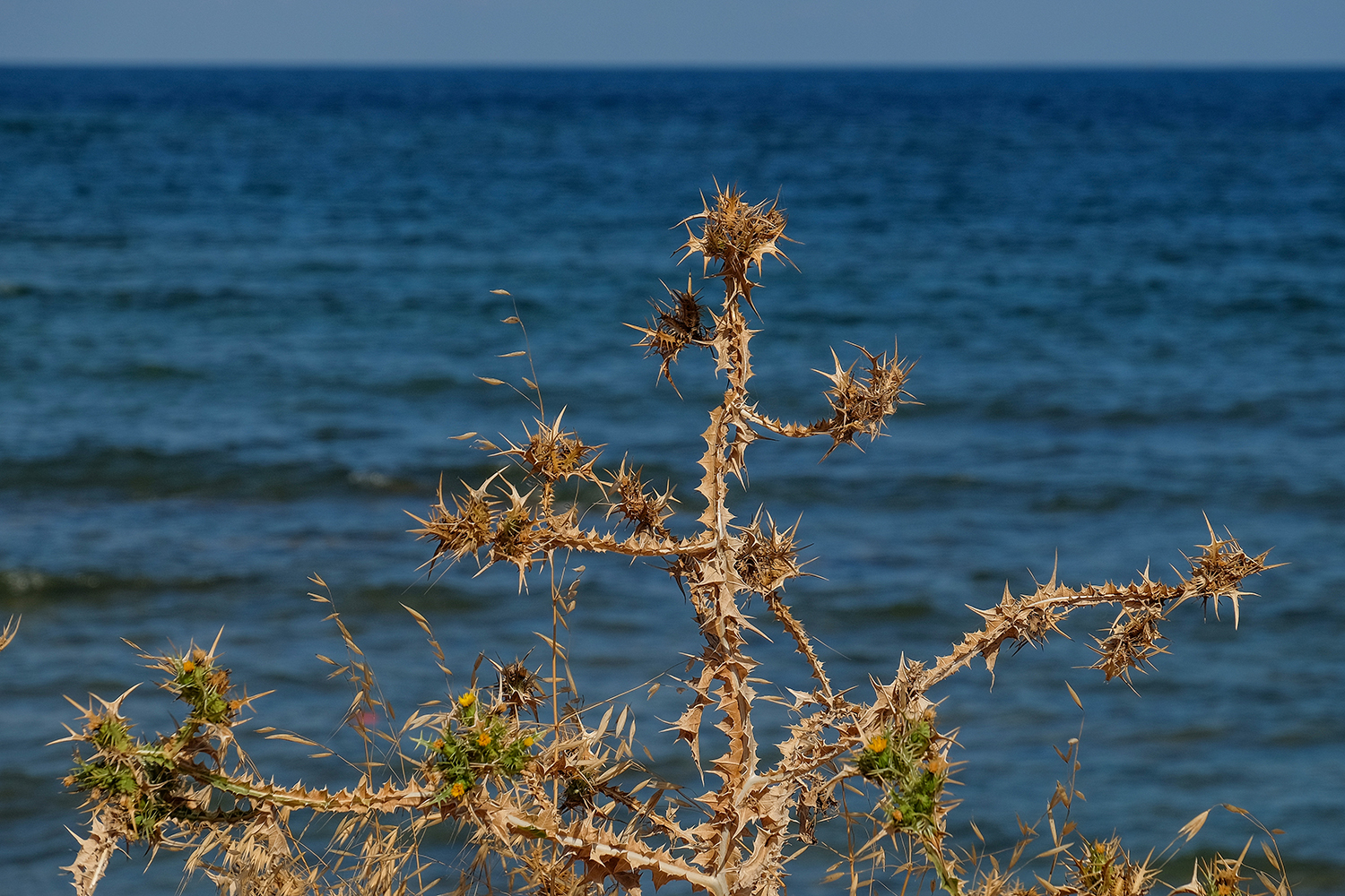 photo "***" tags: nature, 