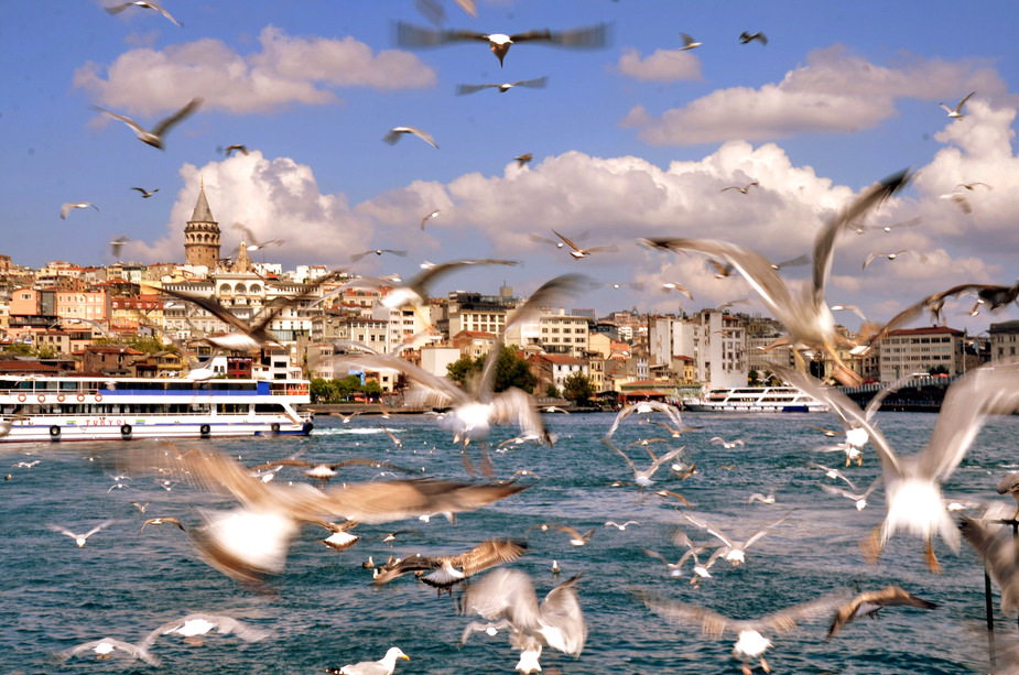 фото "Birds in Istanbul..." метки: репортаж, путешествия, пейзаж, Istambul