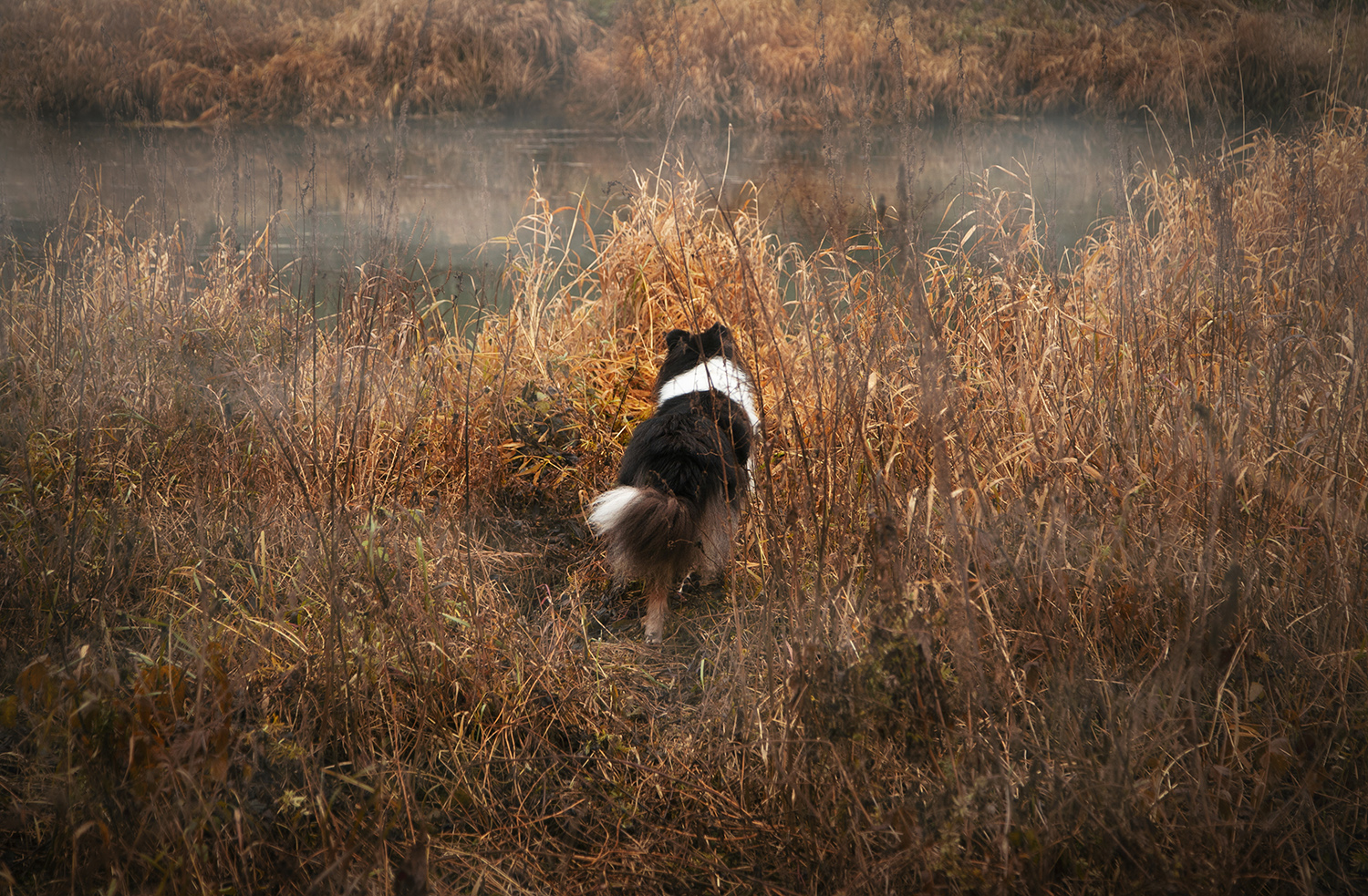 фото "Осеннее утро" метки: природа, разное, животные, осень, река, собака, туман