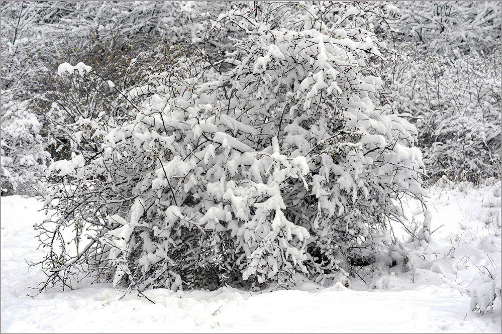 photo "Snowy tale...2" tags: nature, landscape, 