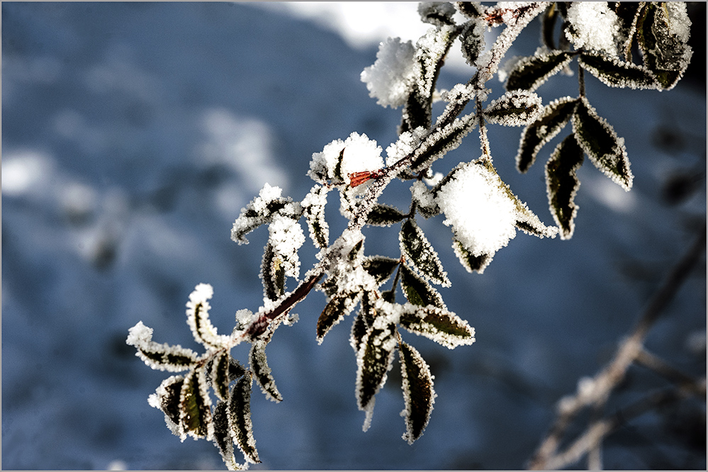 photo "Snowy tale...3" tags: nature, landscape, 