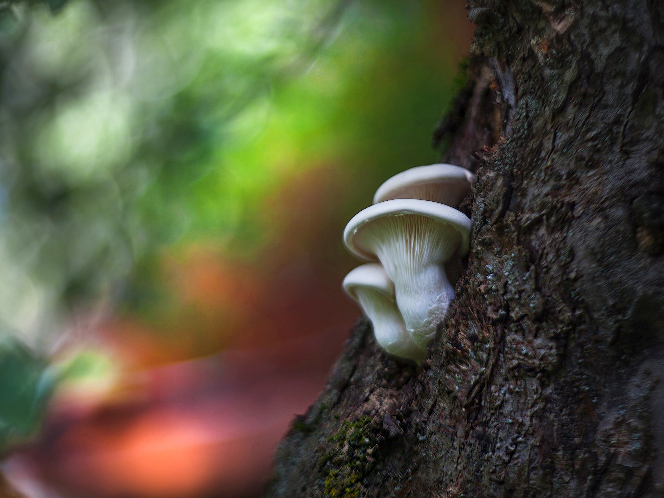 фото "И на деревьях растут грибы..." метки: макро и крупный план, природа, 