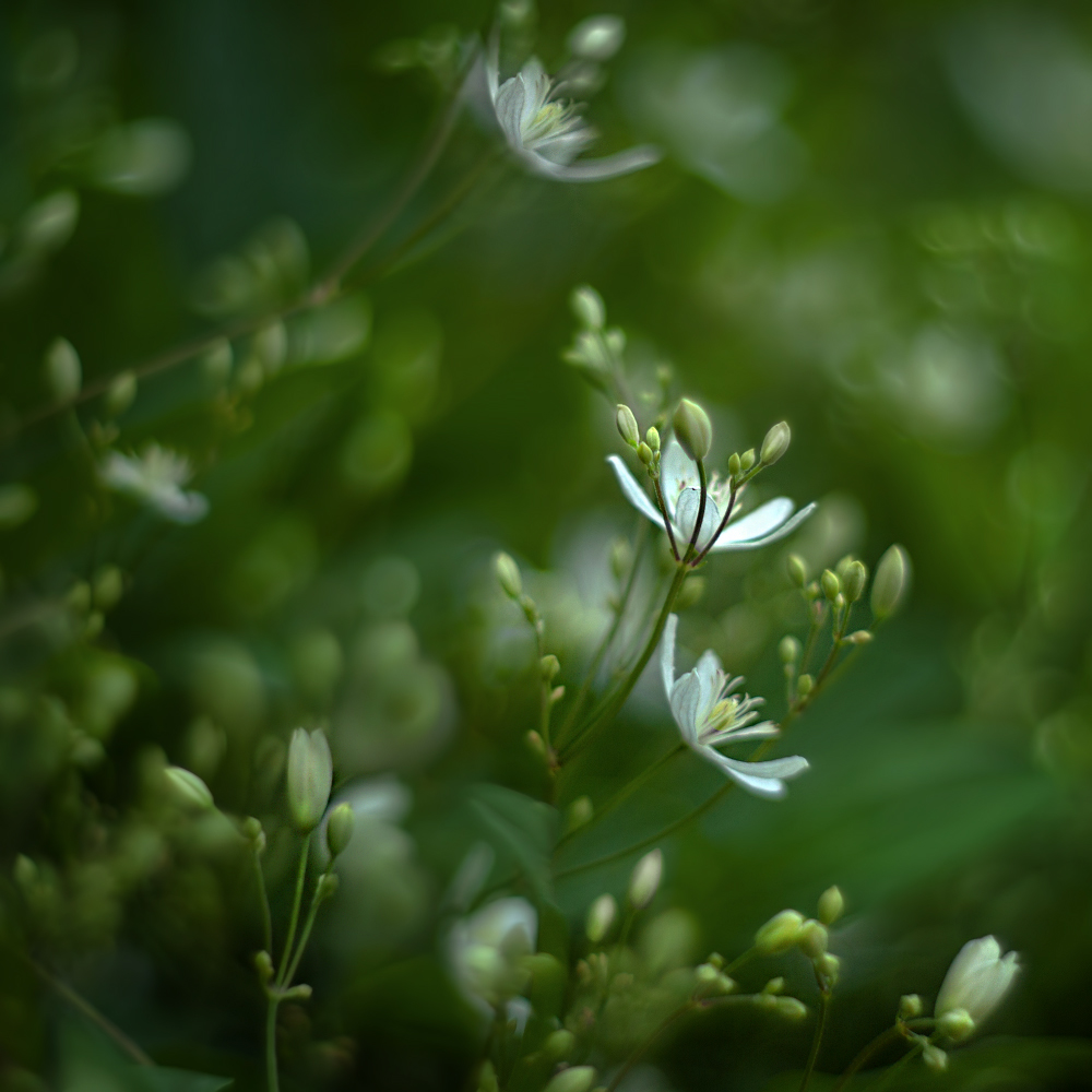 photo "***" tags: macro and close-up, nature, 