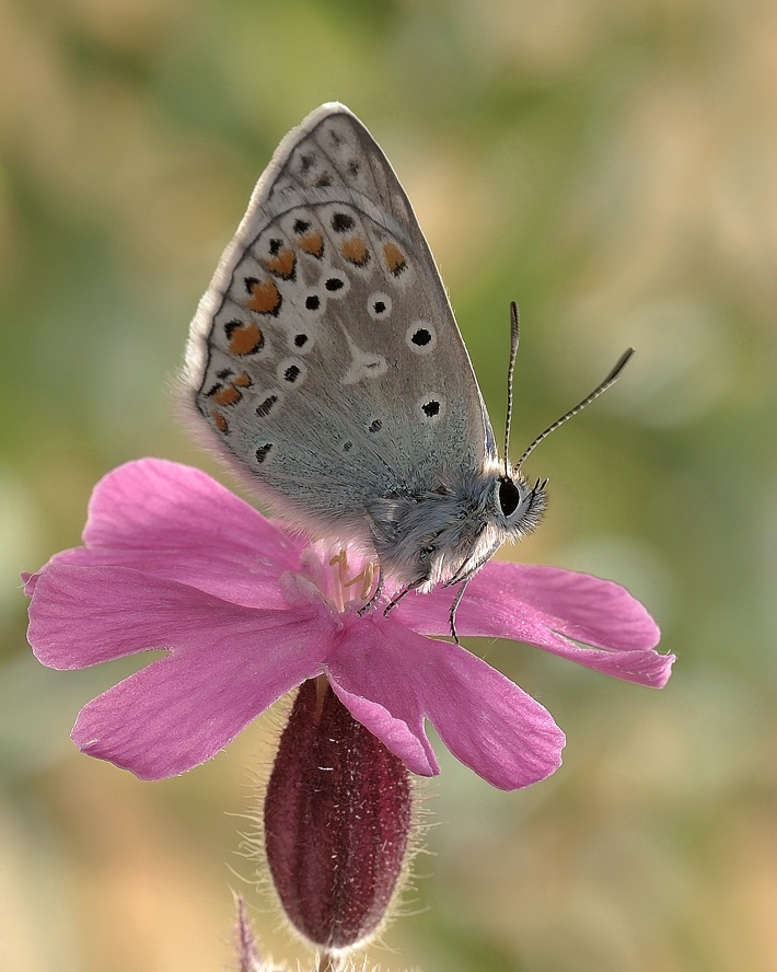 photo "***" tags: macro and close-up, 