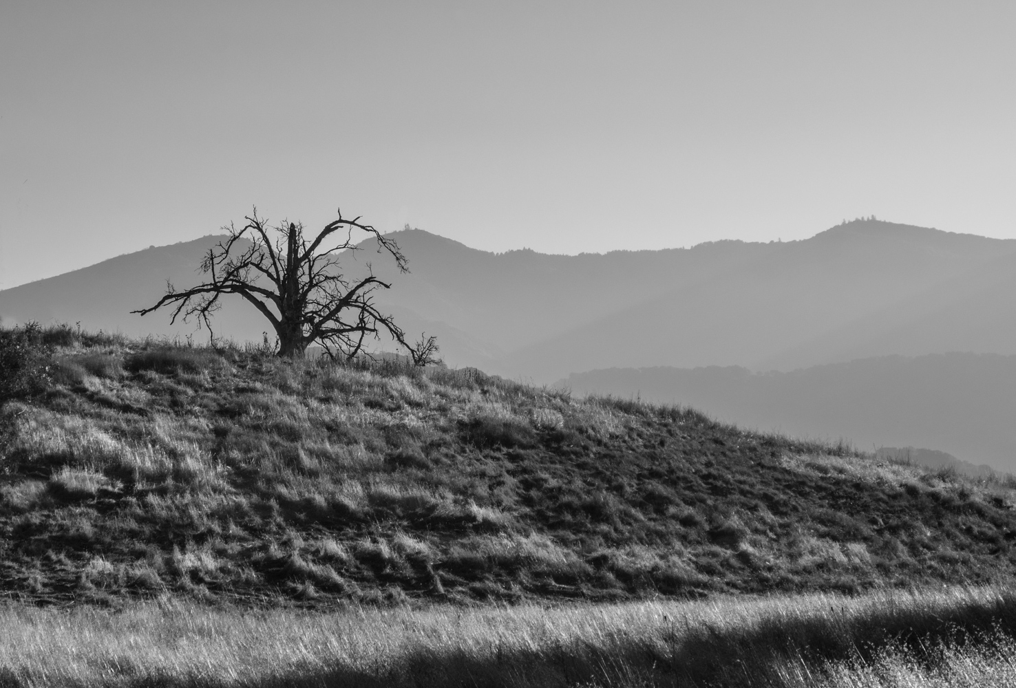 photo "Жил был Старожил ...." tags: landscape, black&white, old, tree. dry