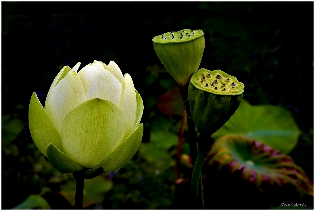 photo "***" tags: nature, macro and close-up, 