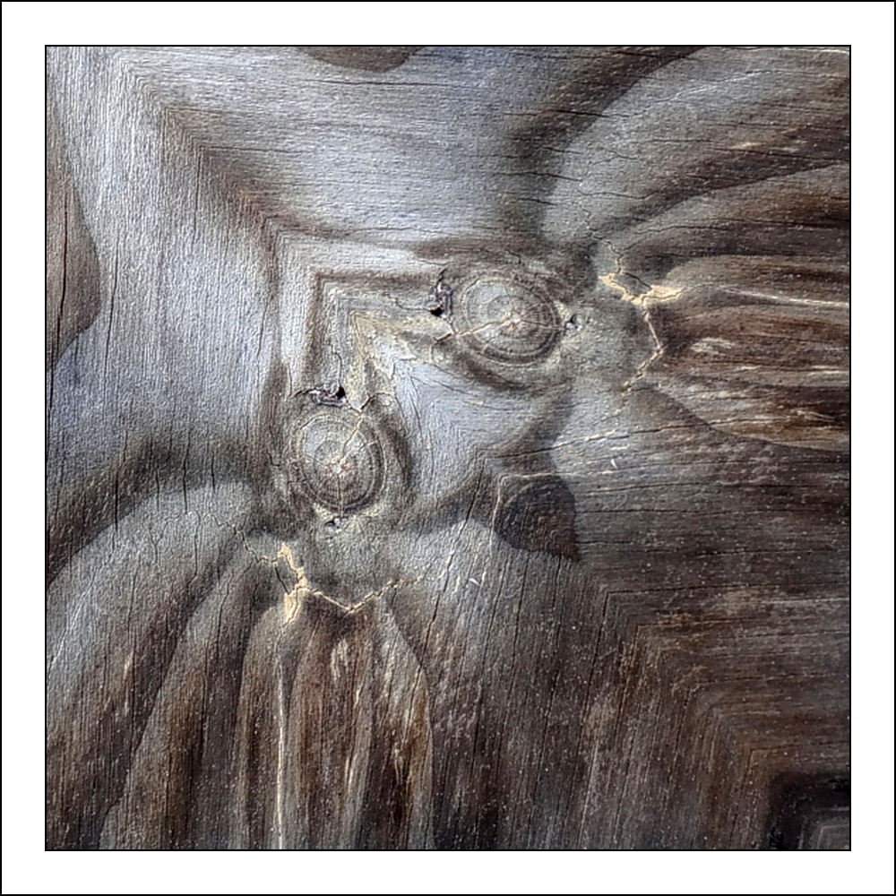 photo "the slanted owl-face" tags: digital art, macro and close-up, abstract, bark, closeup, mirror, tree