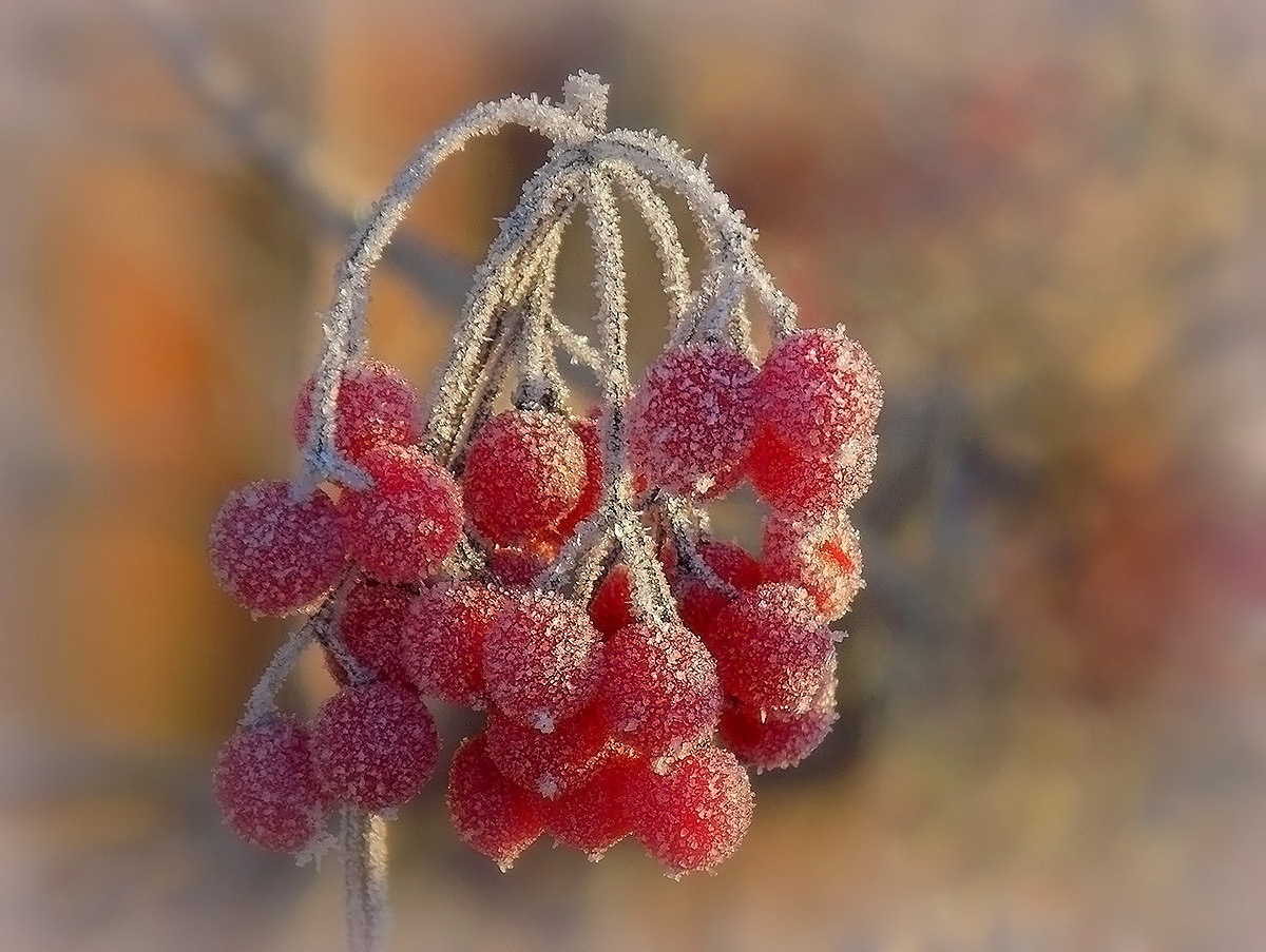 photo "***" tags: nature, калина, мороз, природа