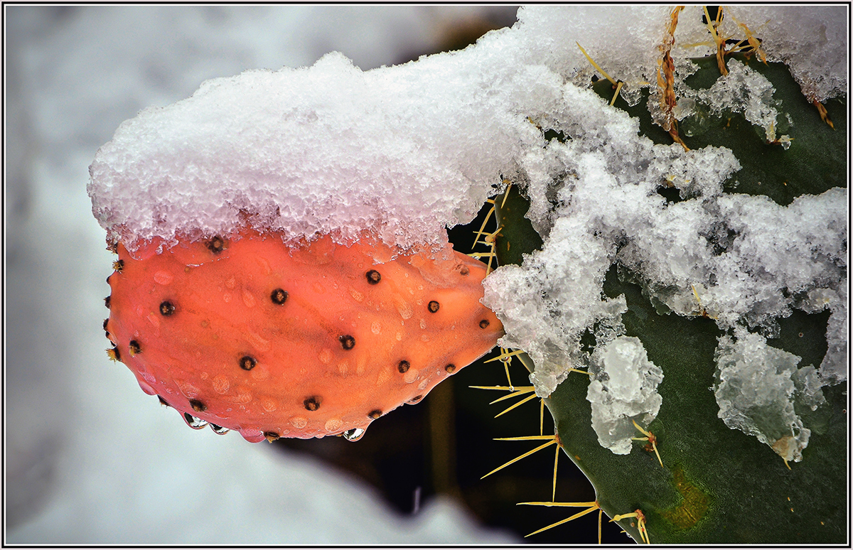 photo "***" tags: macro and close-up, 