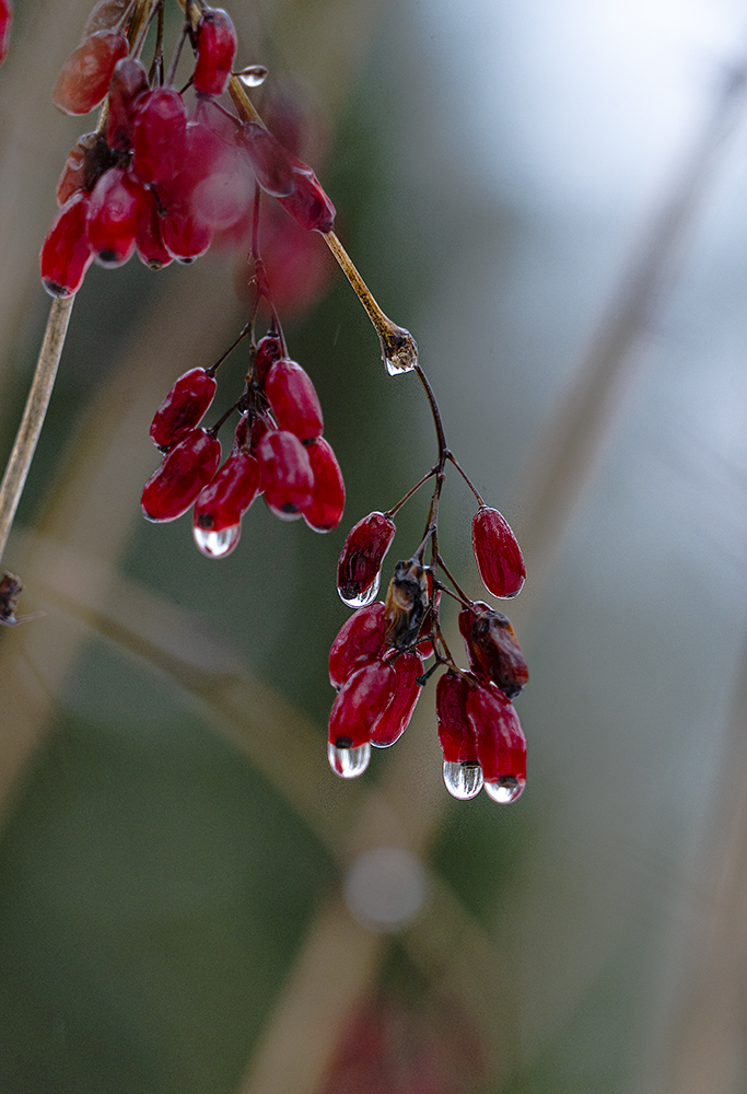 photo "Зимняя ягода" tags: macro and close-up, 