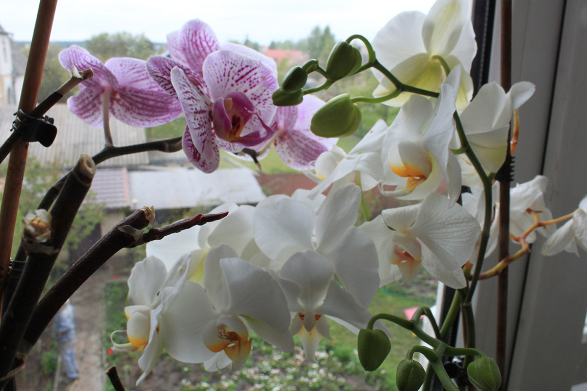 photo "***" tags: , 
