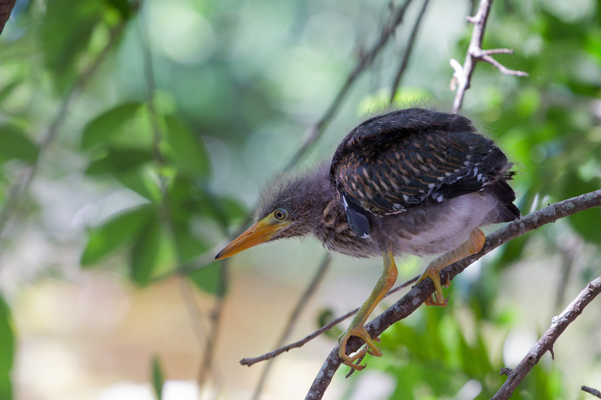 photo "Future hunter" tags: nature, humor, misc., North America, wild animals