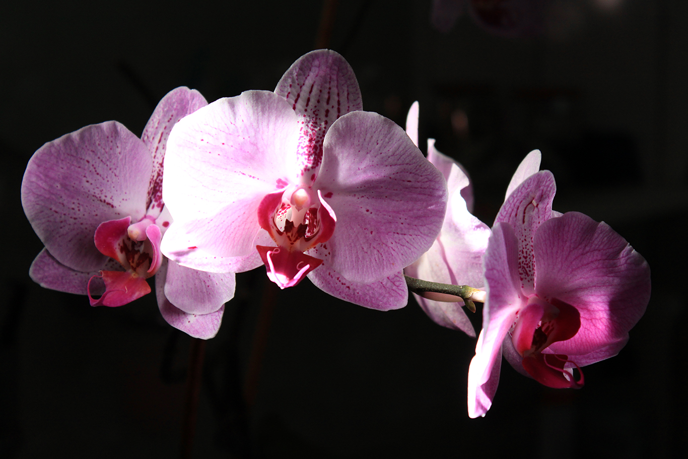 photo "***" tags: , 