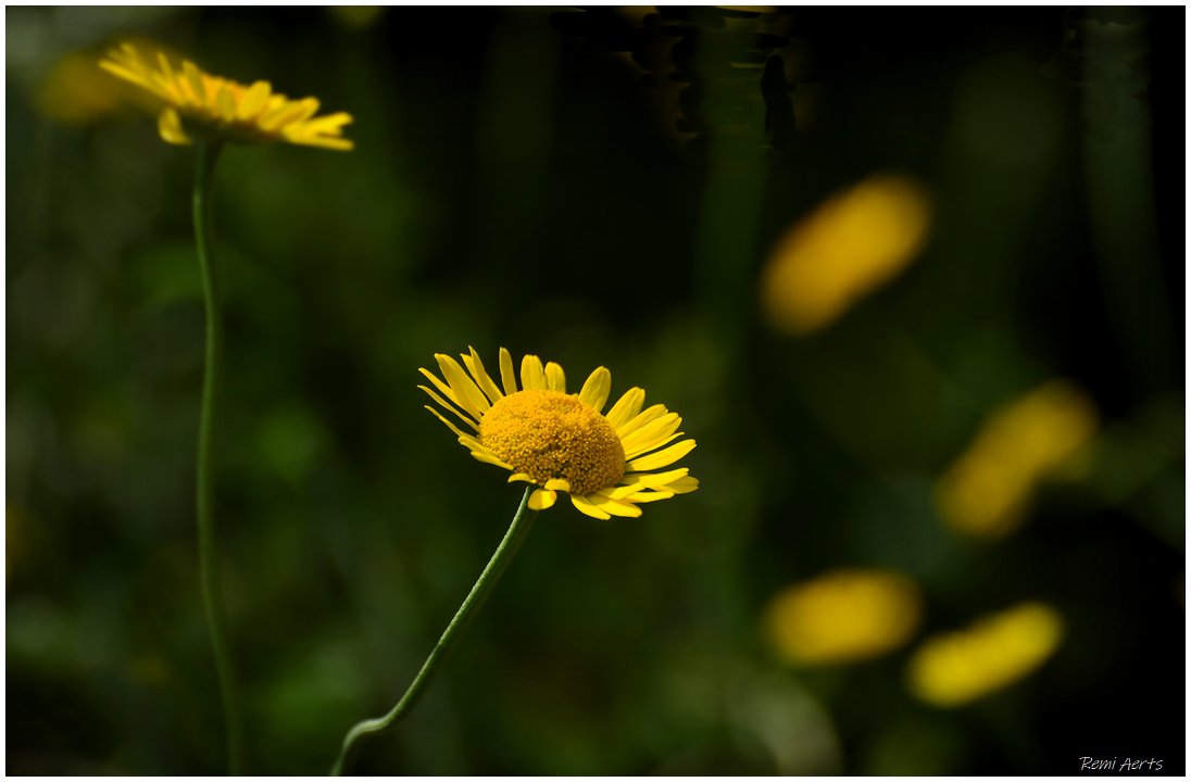 photo "***" tags: nature, macro and close-up, 