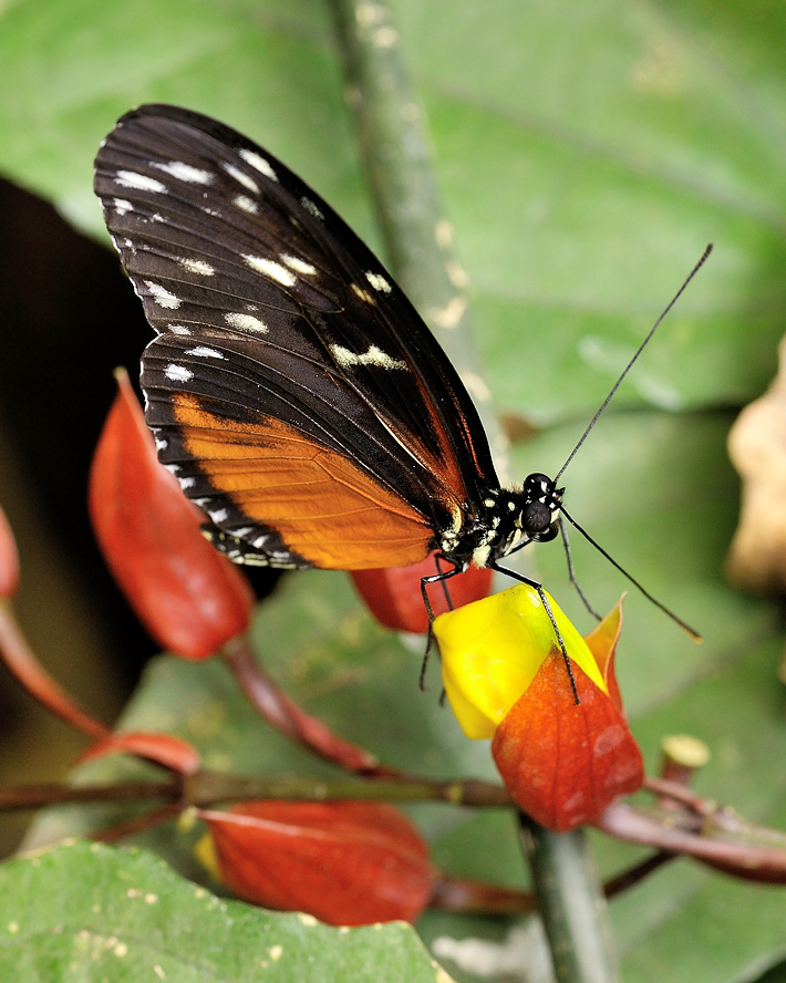 фото "Heliconius hecale " метки: , 