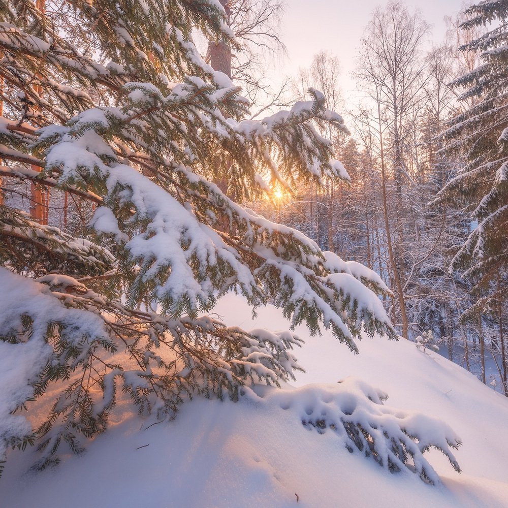 photo "***" tags: landscape, nature, forest, snow, winter