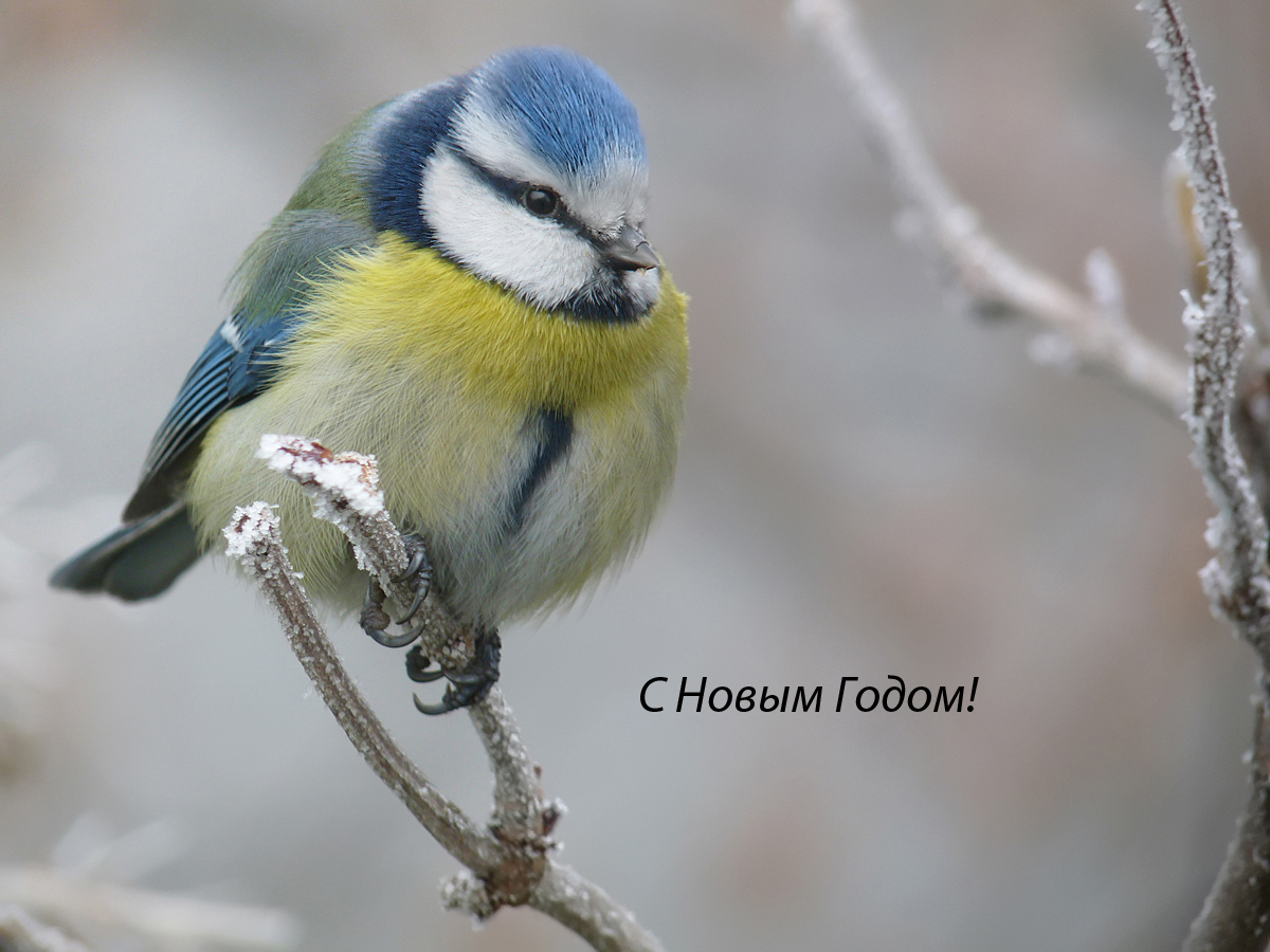 photo "***" tags: macro and close-up, wild animals