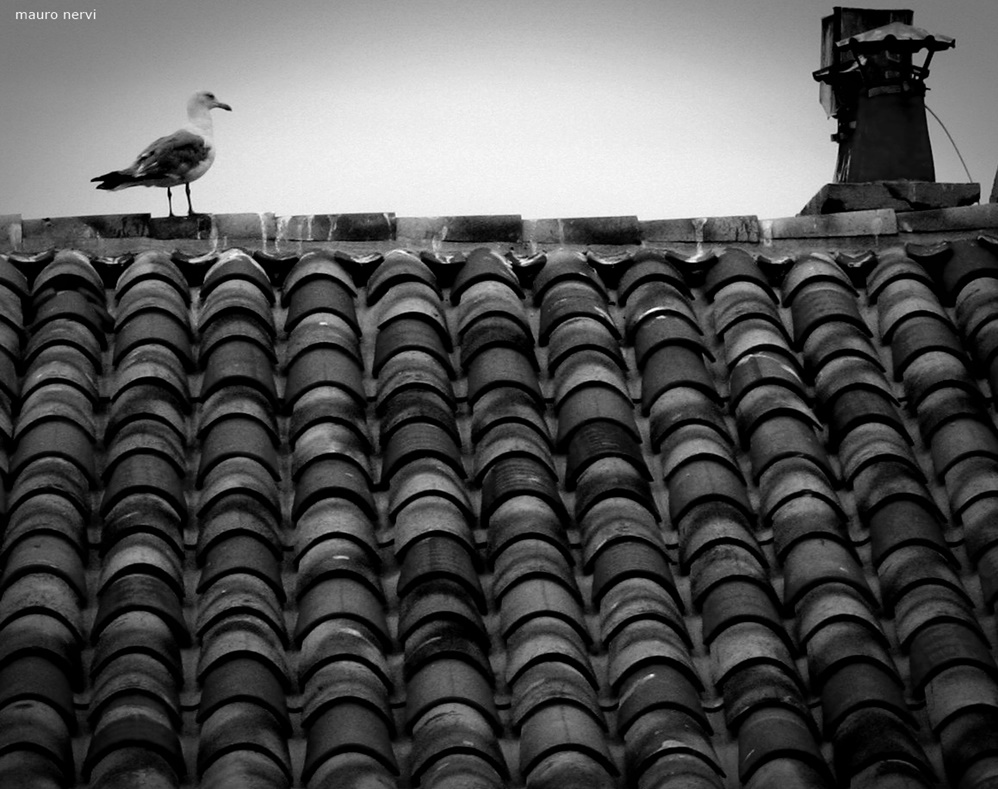 photo "roofs" tags: black&white, 