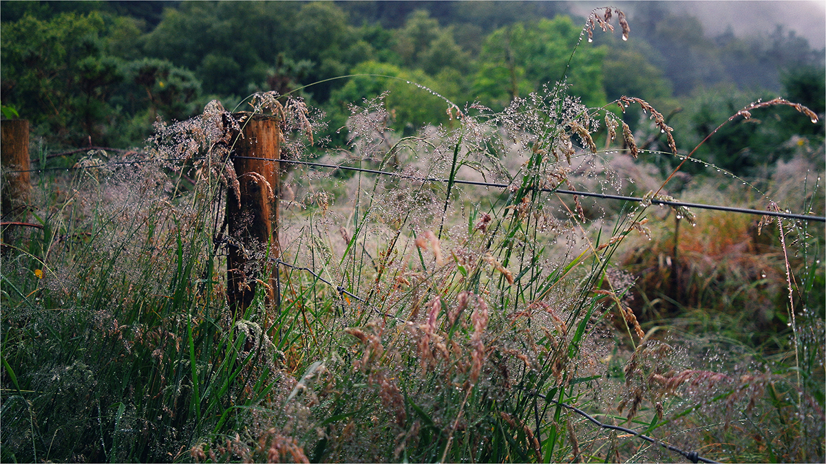 photo "The grass is waist-deep ..." tags: travel, Ирландия деревня