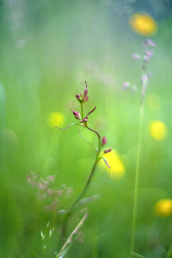 photo "***" tags: macro and close-up, 