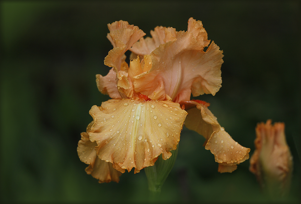 photo "***" tags: nature, macro and close-up, Iris 