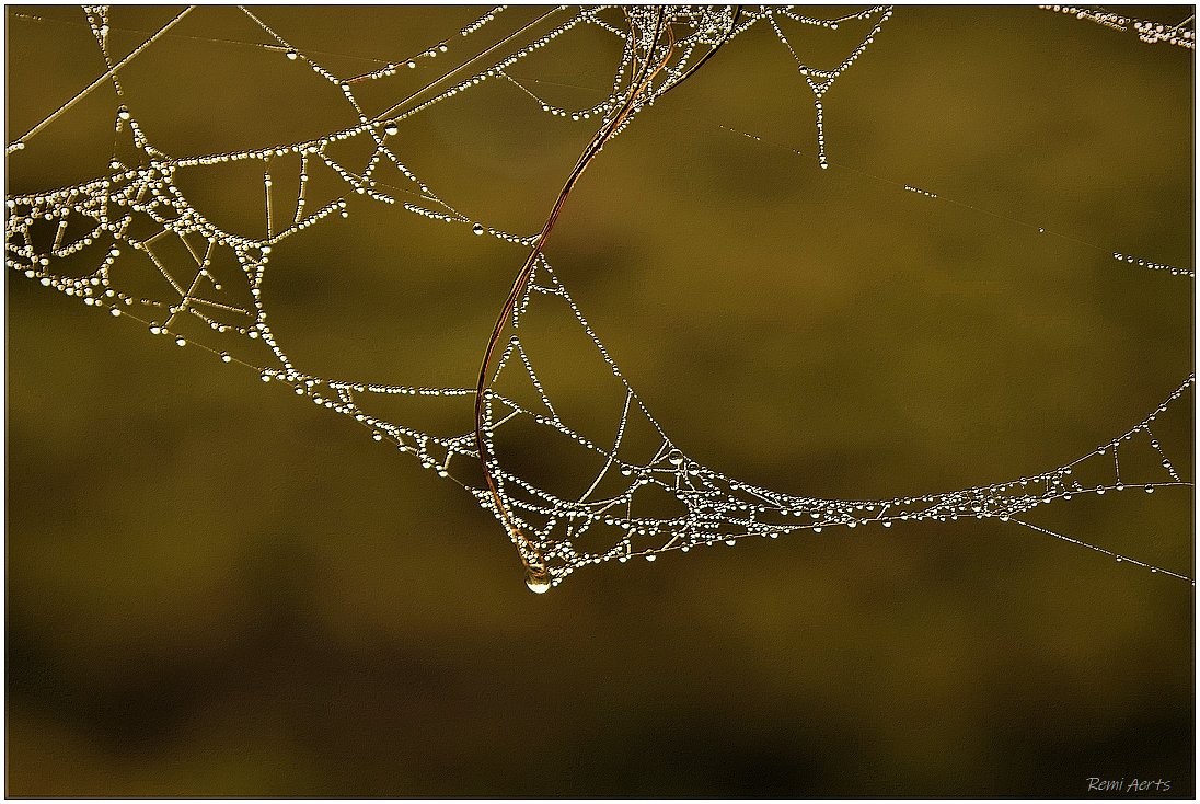 photo "***" tags: nature, macro and close-up, fragment, 