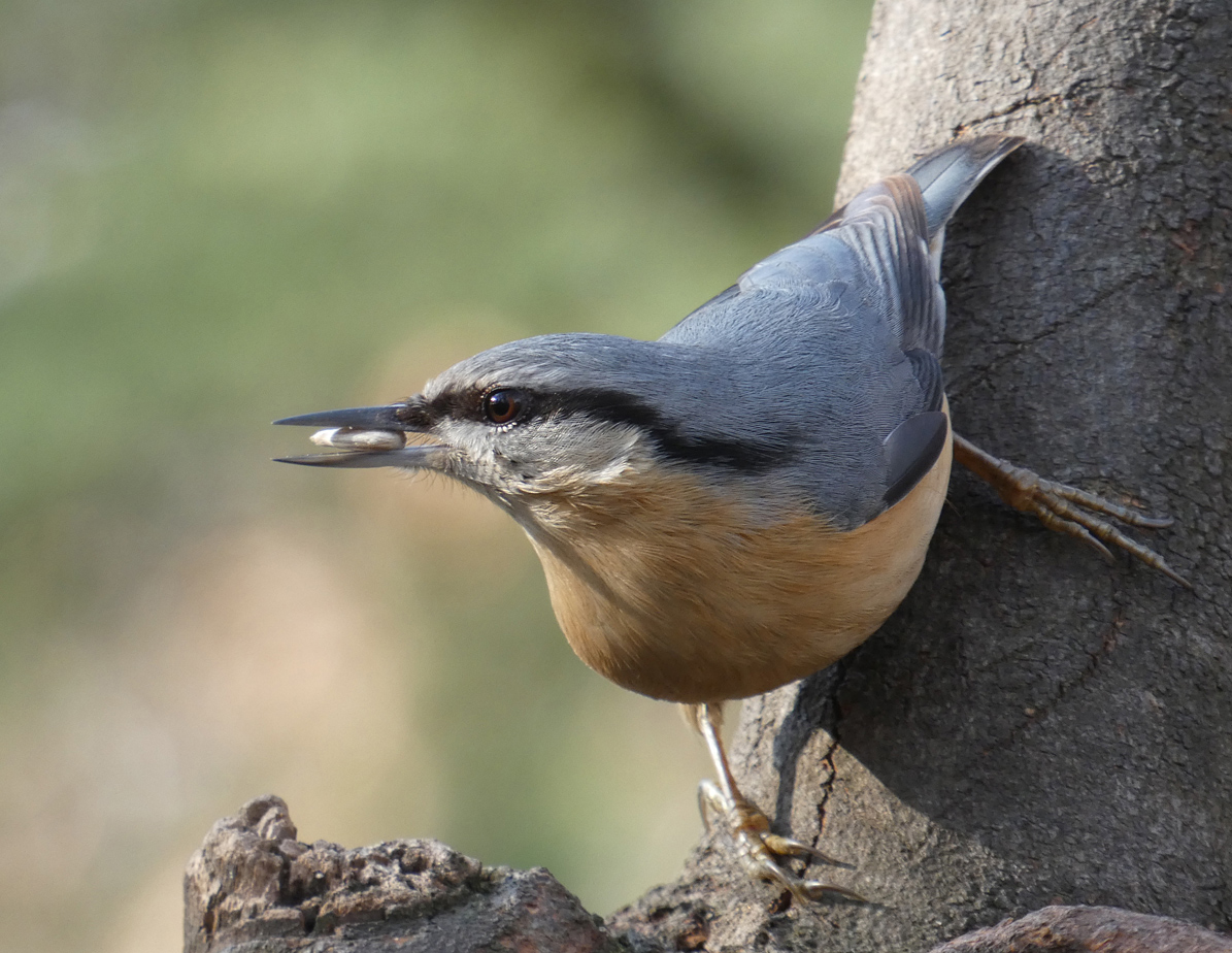 photo "***" tags: portrait, macro and close-up, wild animals