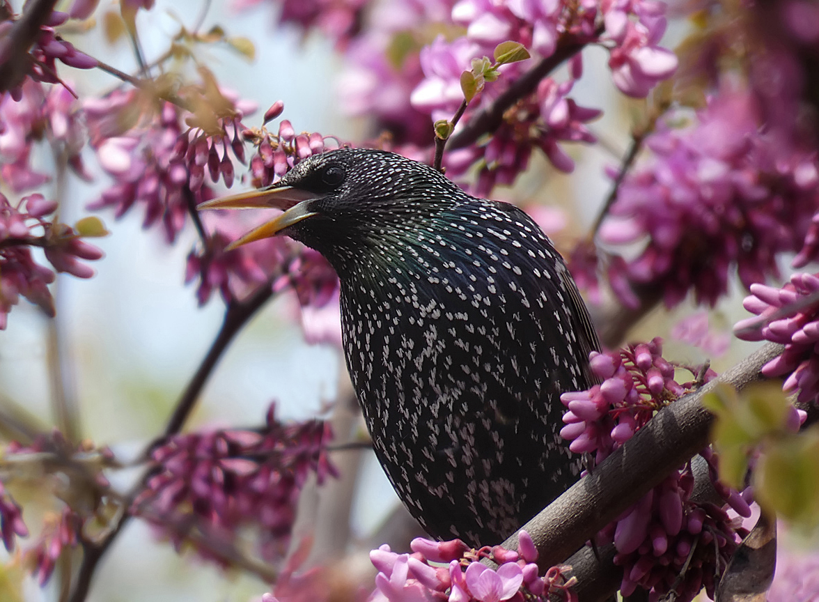 photo "***" tags: macro and close-up, portrait, wild animals