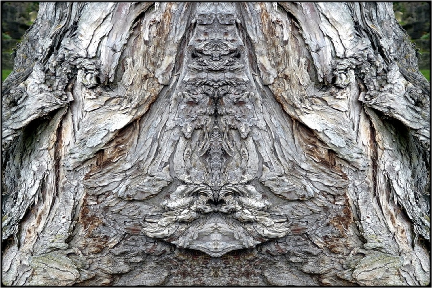 photo "raven-ghost" tags: digital art, nature, macro and close-up, bark, close-up, mirror, tree