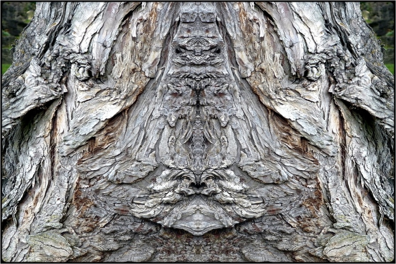 photo "raven-ghost" tags: digital art, nature, macro and close-up, bark, close-up, mirror, tree