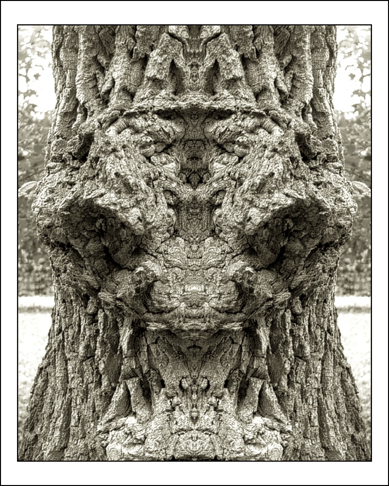 photo "snake-demon" tags: digital art, macro and close-up, nature, bark, close-up, mirror, tree