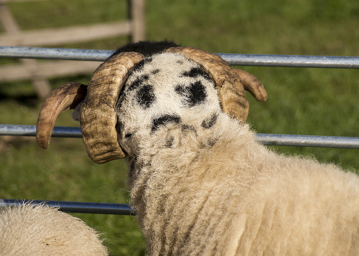 фото "Two faced Ram... (двуликий баран)" метки: юмор, 