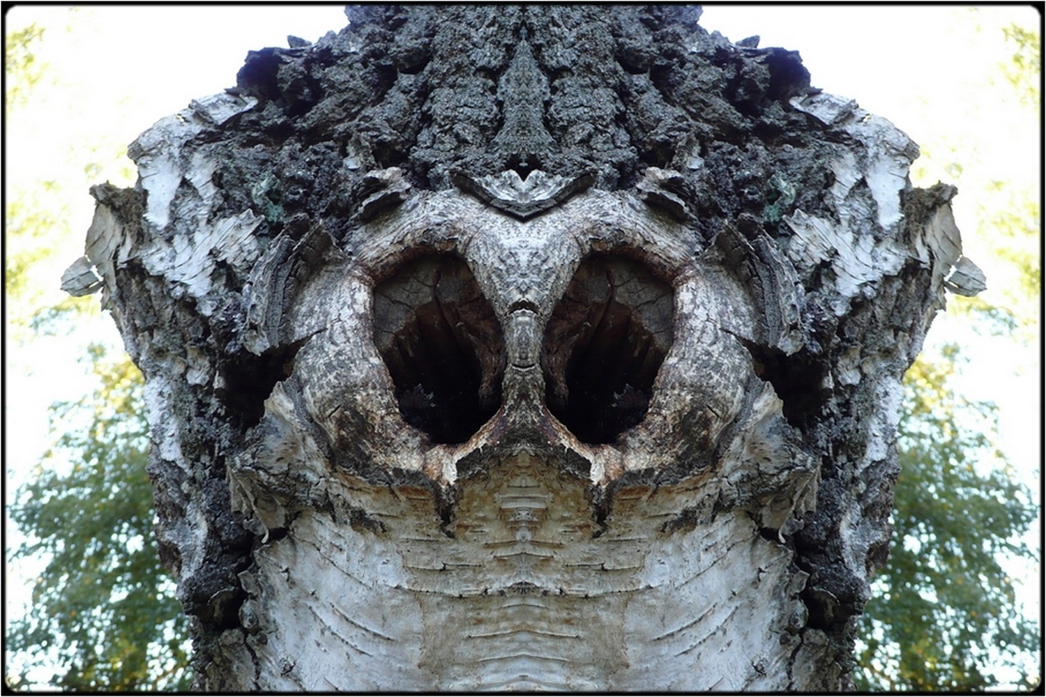 photo "spying monster-tree" tags: digital art, macro and close-up, nature, close-up, mirror, tree
