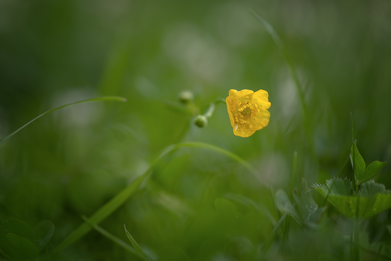 photo "***" tags: macro and close-up, 