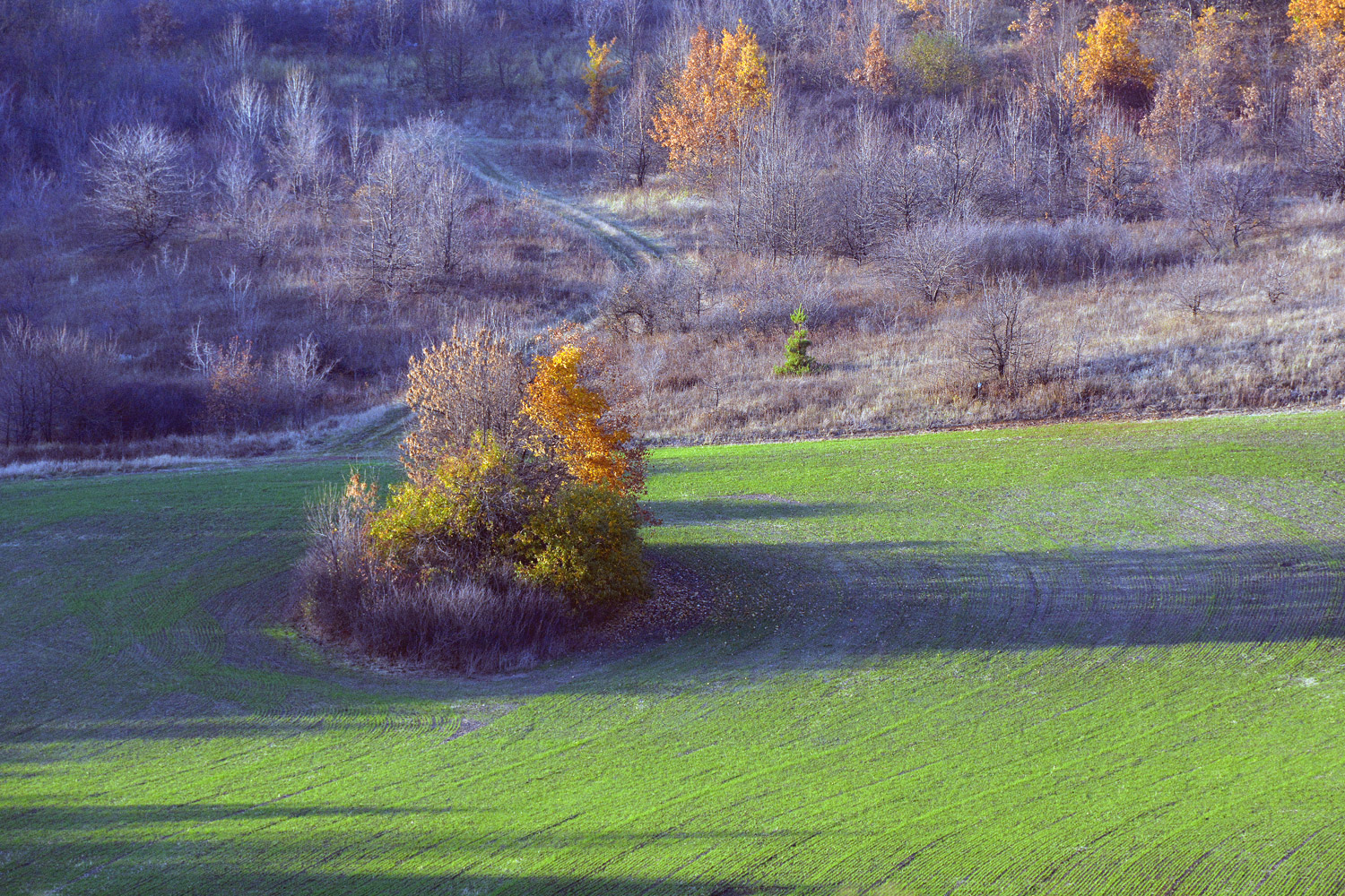 photo "***" tags: landscape, autumn, field, заморозки