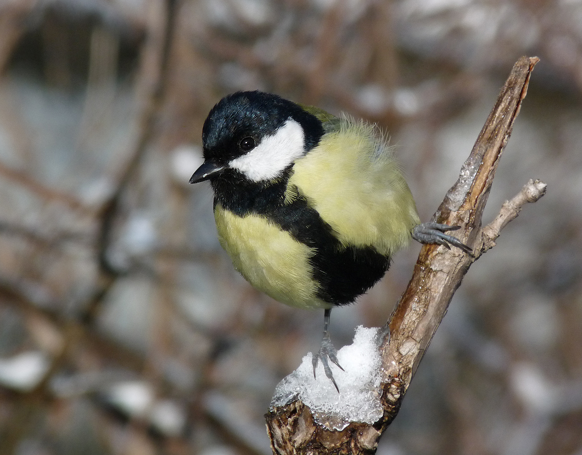 photo "***" tags: macro and close-up, portrait, wild animals