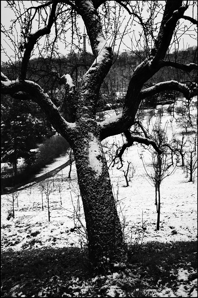 photo "Зимнее дерево" tags: black&white, Prag, Prague, Praha