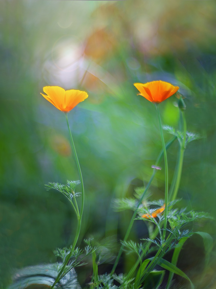 photo "***" tags: macro and close-up, nature, 