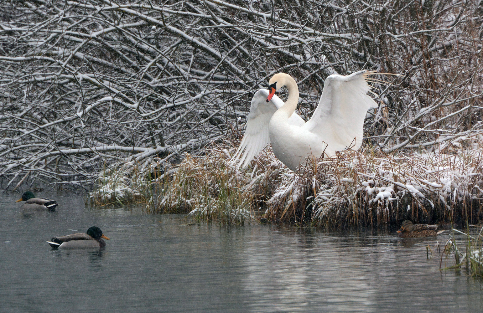 photo "***" tags: nature, winter, Шопино, лебедь, омут