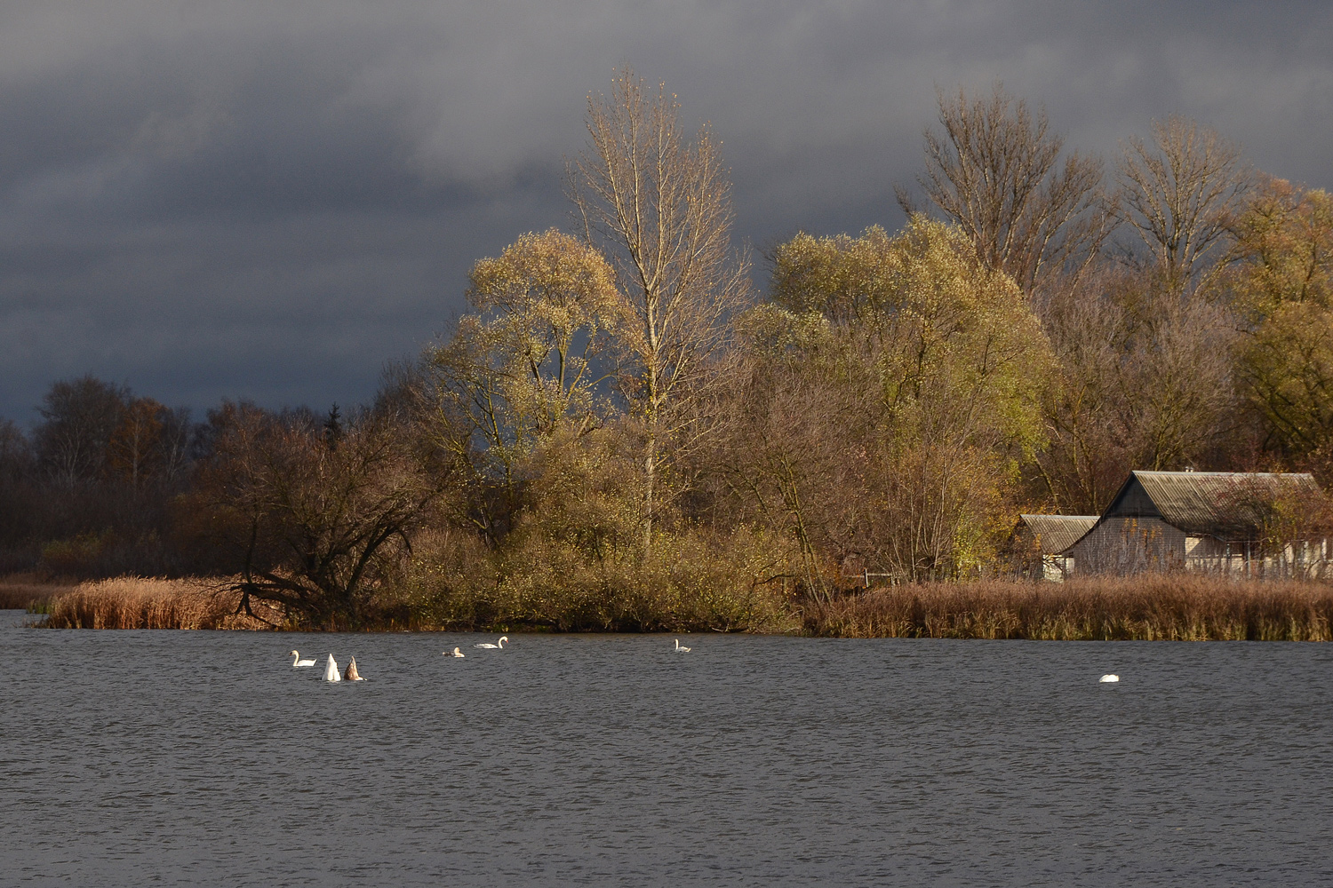 photo "***" tags: landscape, autumn, pond, лебеди